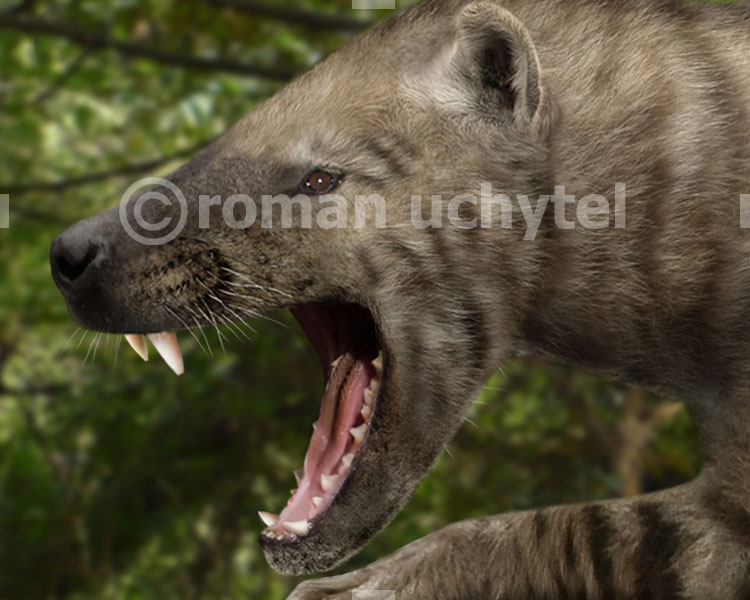 Hyaenodon gigas