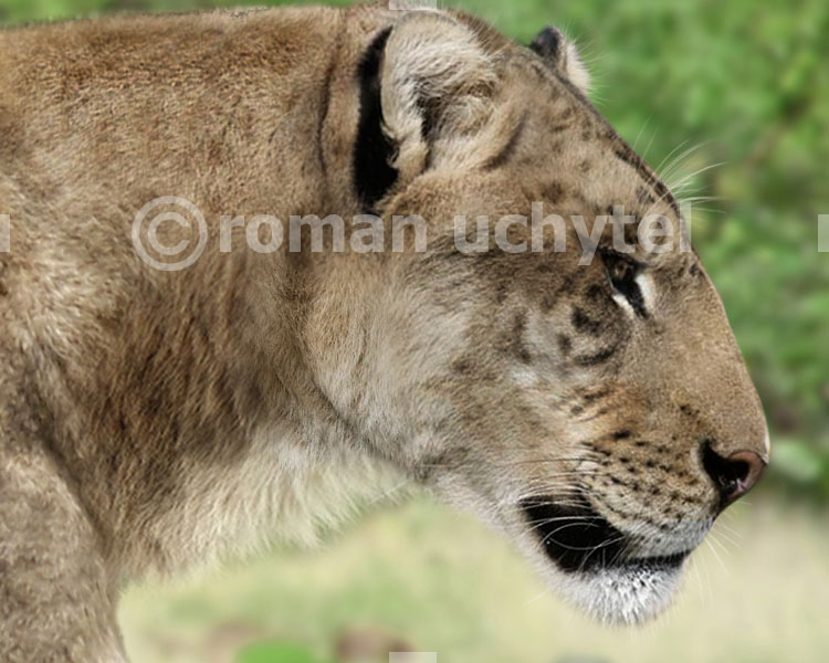 Panthera leo 
fossilis