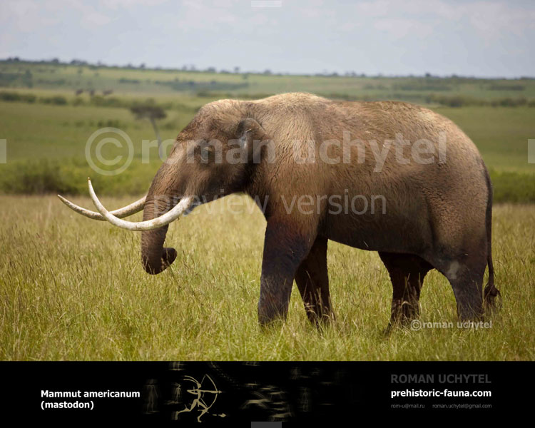 Mammut americanum (mastodon)