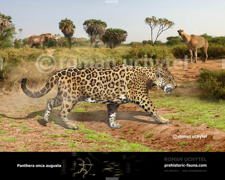 Panthera-onca-augusta