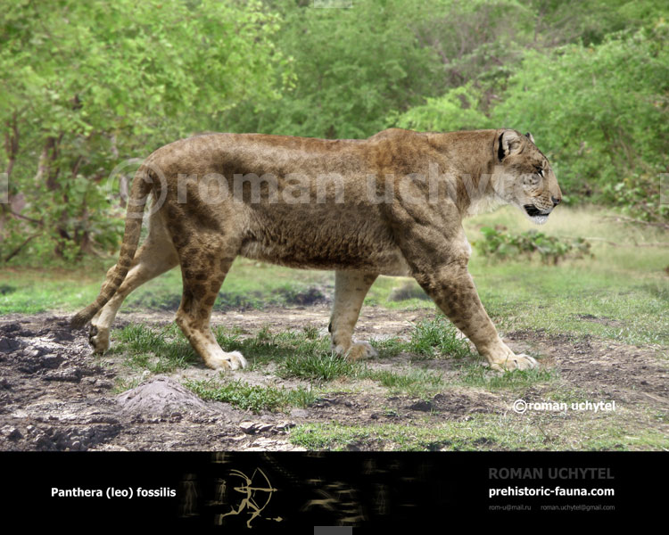 Panthera leo fossilis