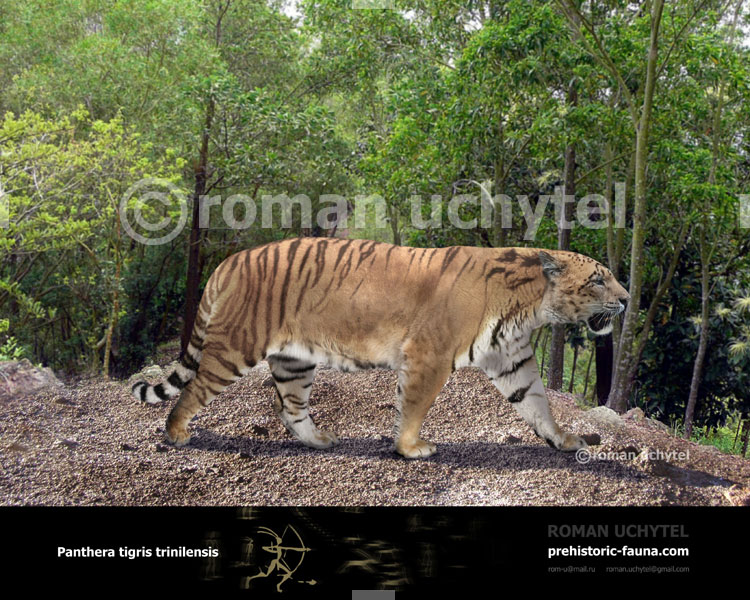 Panthera tigris trinilensis