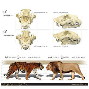 lion and tiger sizes