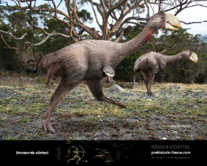 Dromornis 
stirtoni.jpg