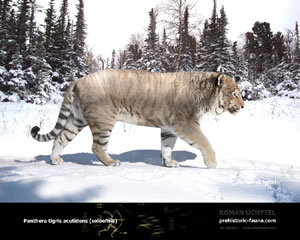 Panthera tigris 
acutidens