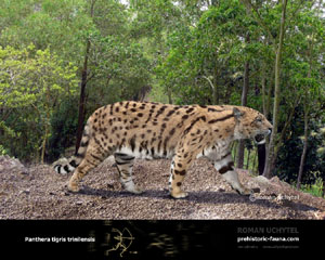 Panthera tigris trinilensis